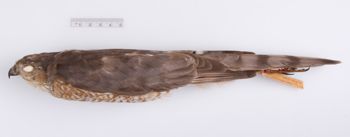 Media type: image;   Ornithology 214017